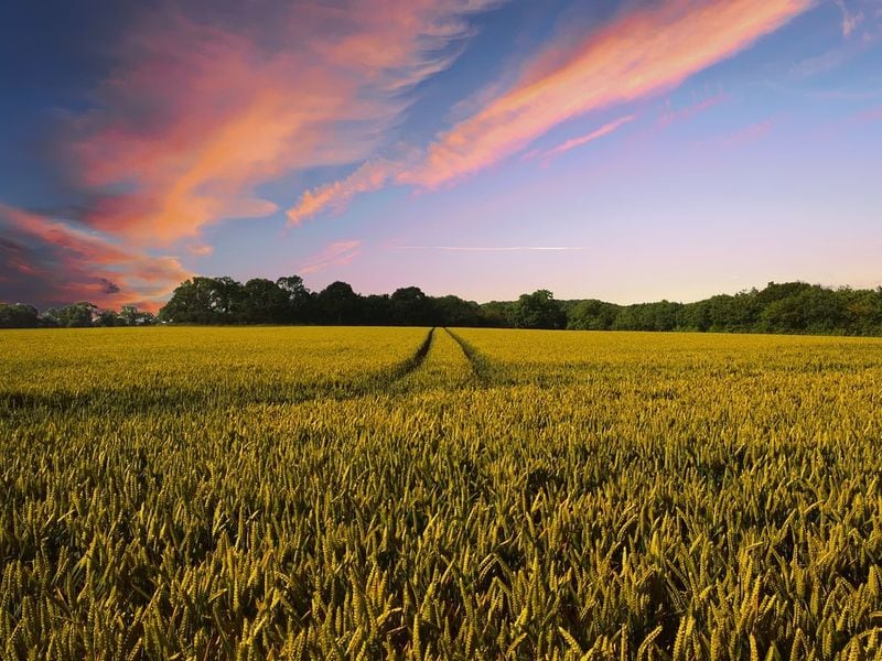 AgriDex, Commodities Marketplace on Solana Blockchain, Raises $5M to Tokenize Agricultural Real-World Assets (RWA)