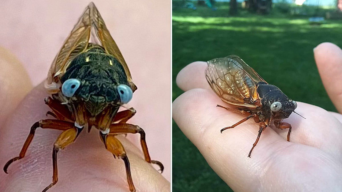 Two rare blue-eyed cicadas were spotted in the Chicago suburbs