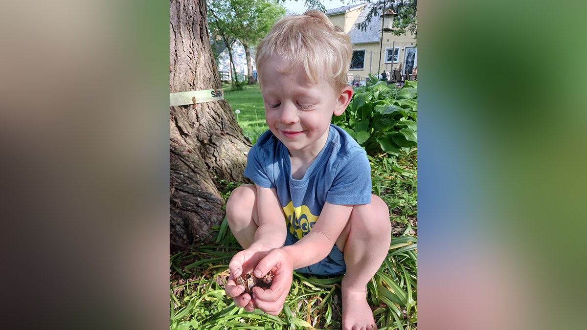 Two rare blue-eyed cicadas were spotted in the Chicago suburbs