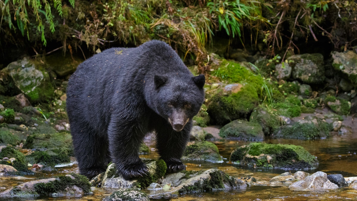 Bear reportedly killed in self-defense in Connecticut