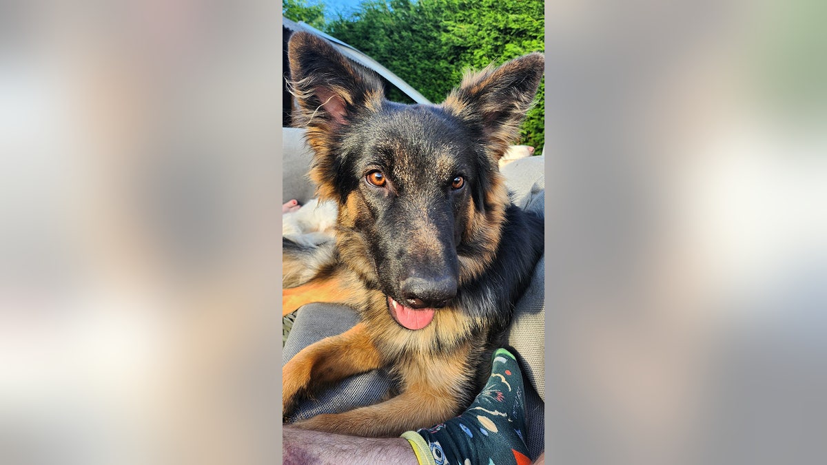 Missing dog rescued after spending 18 hours stranded in the middle of the highway: Owner was ‘panicked’