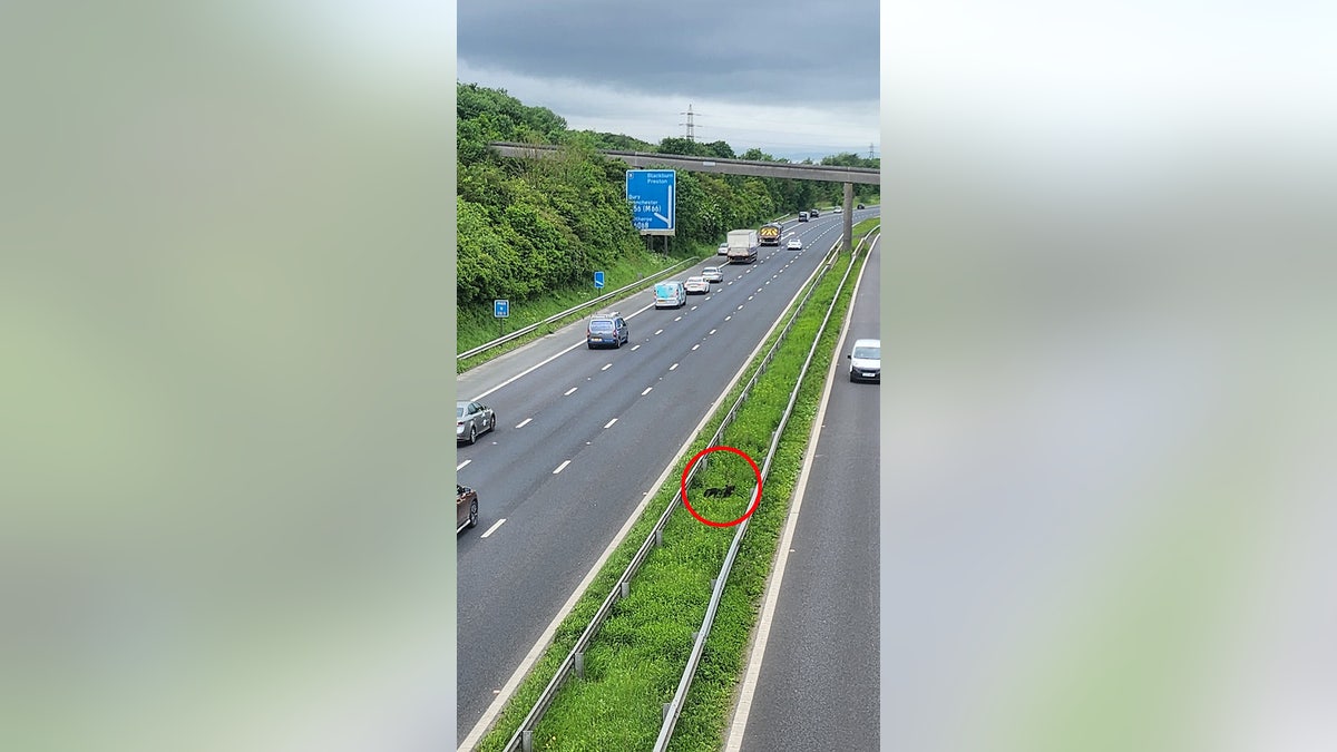 Missing dog rescued after spending 18 hours stranded in the middle of the highway: Owner was ‘panicked’