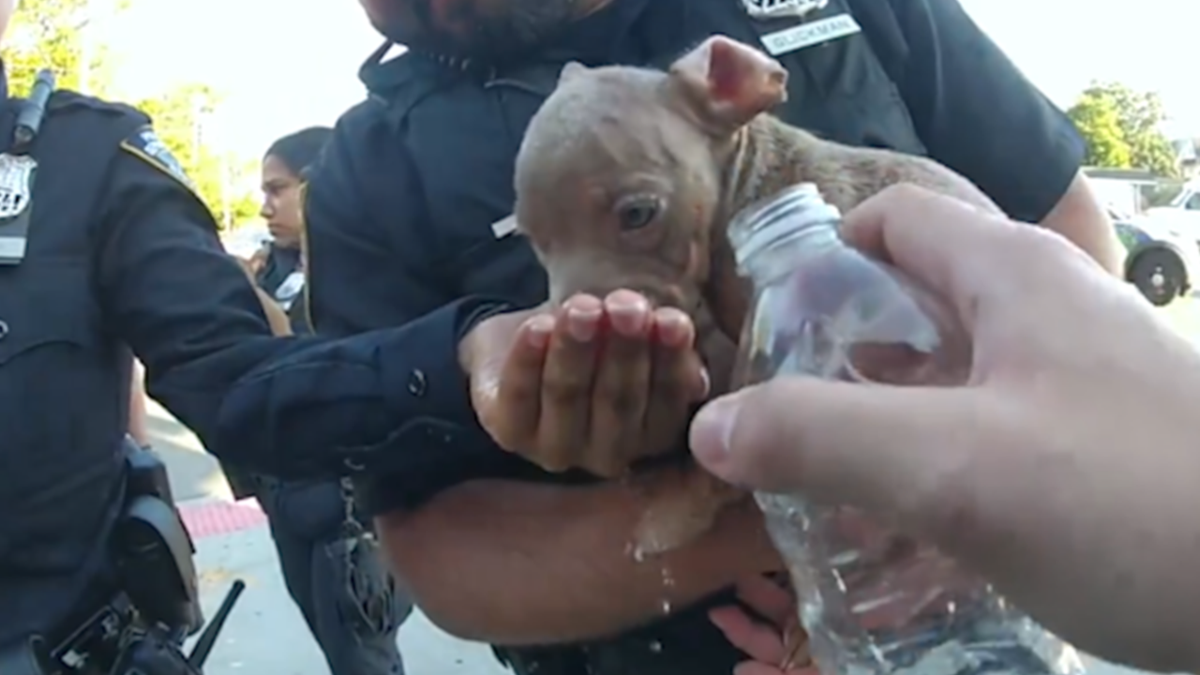 NYPD rescues puppies stuffed in hot bag