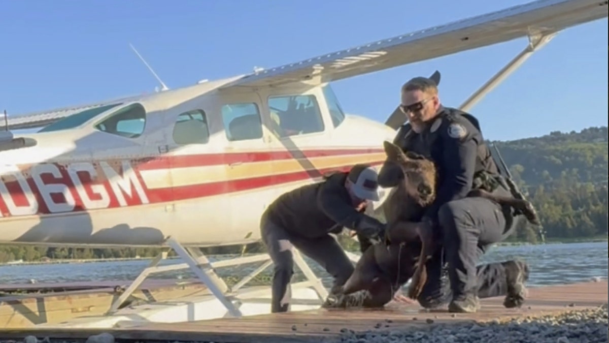 Alaska man, police officers rescue baby moose stuck in lake from ‘sure demise’