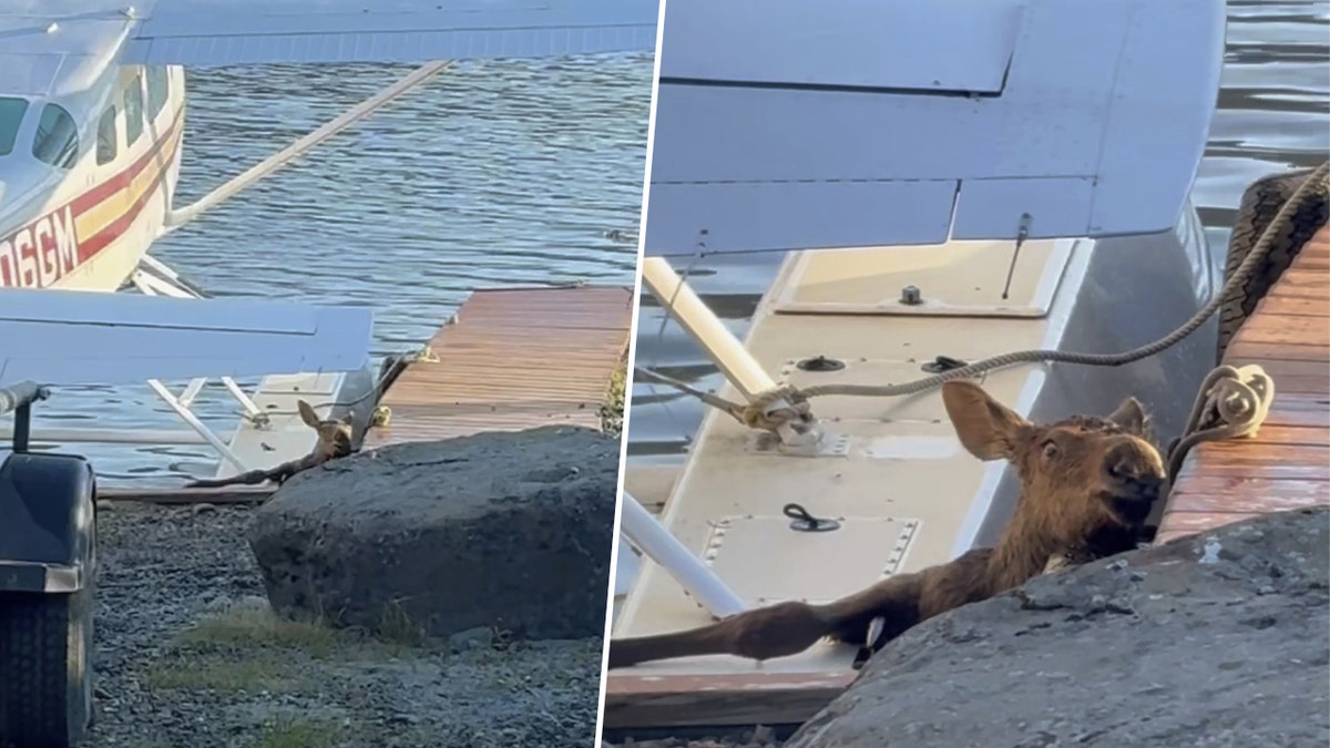 Alaska man, police officers rescue baby moose stuck in lake from ‘sure demise’