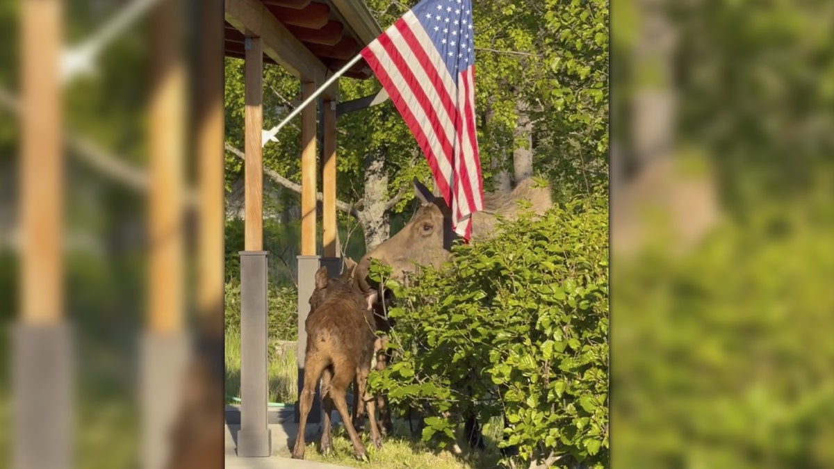 Alaska man, police officers rescue baby moose stuck in lake from ‘sure demise’