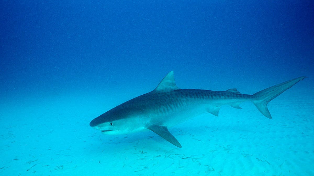 Shark bites teenager’s leg in attack at North Carolina beach