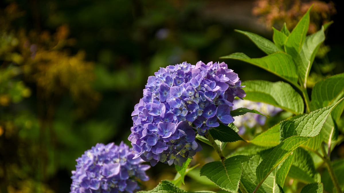 Popular flower thriving in New England as garden gurus flock to view blooms