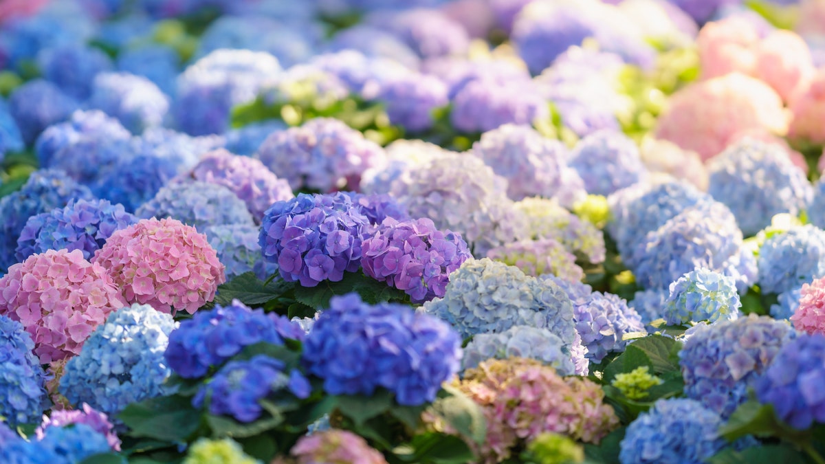 Popular flower thriving in New England as garden gurus flock to view blooms