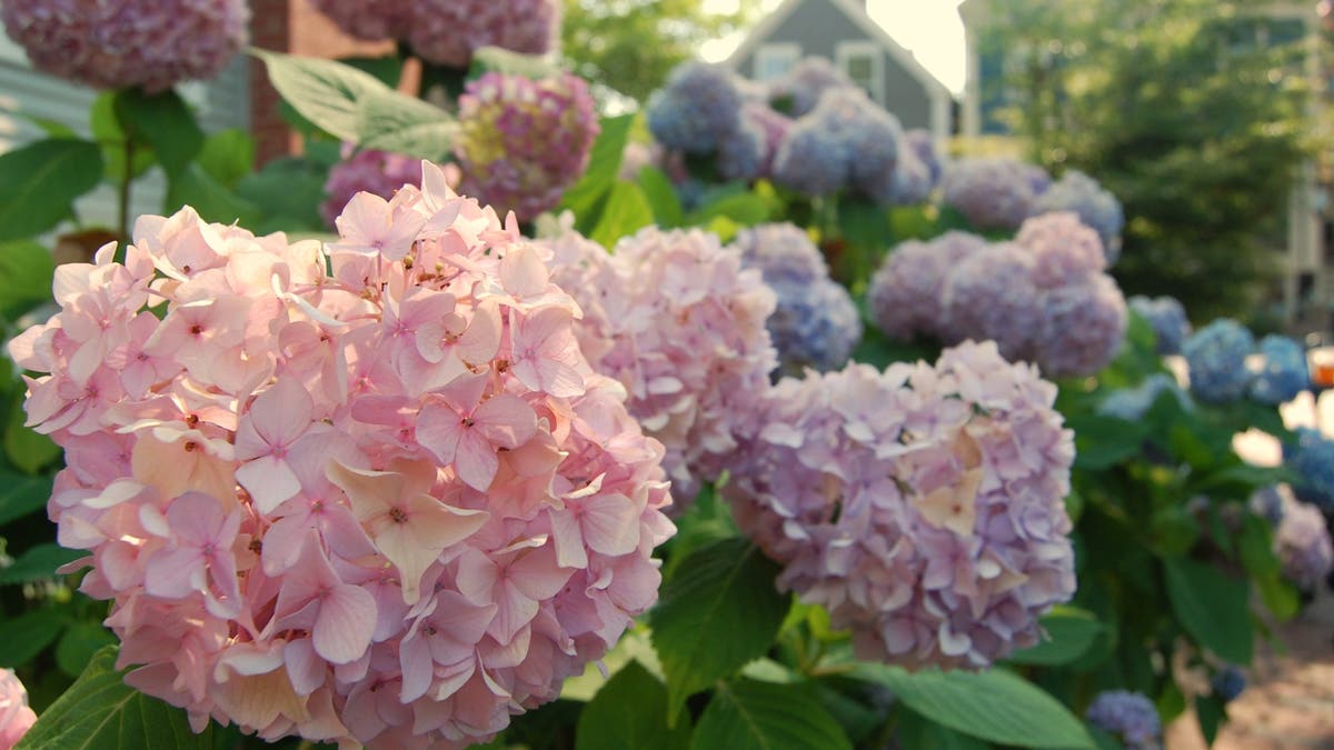 Popular flower thriving in New England as garden gurus flock to view blooms