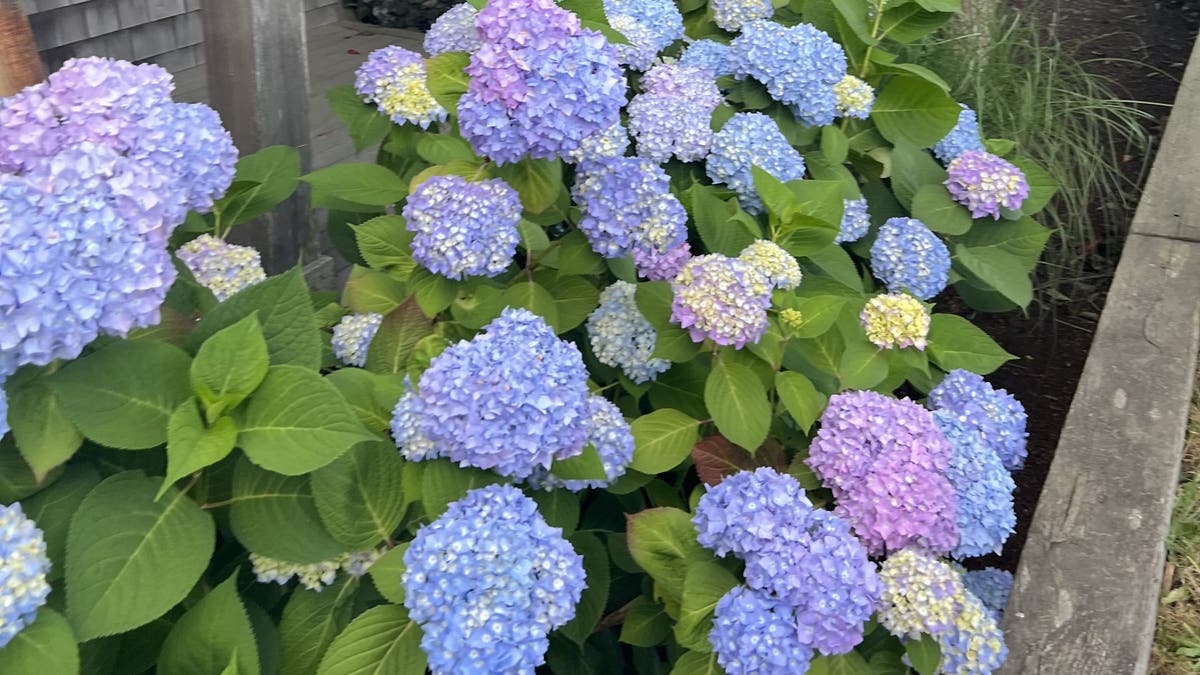 Popular flower thriving in New England as garden gurus flock to view blooms