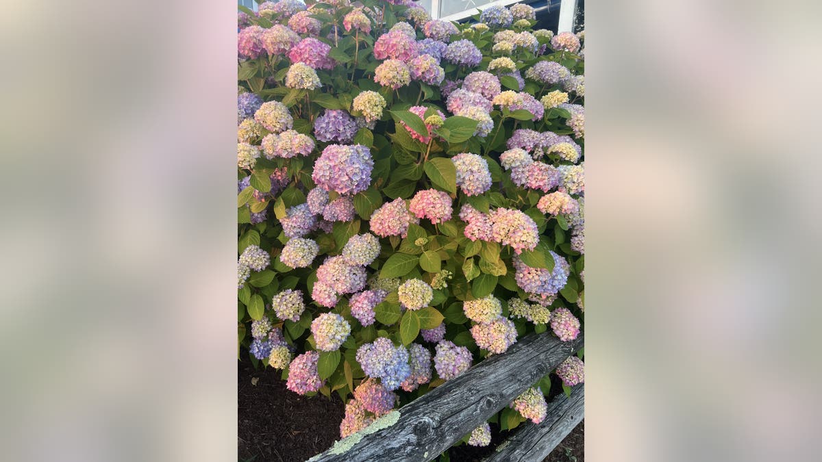 Popular flower thriving in New England as garden gurus flock to view blooms
