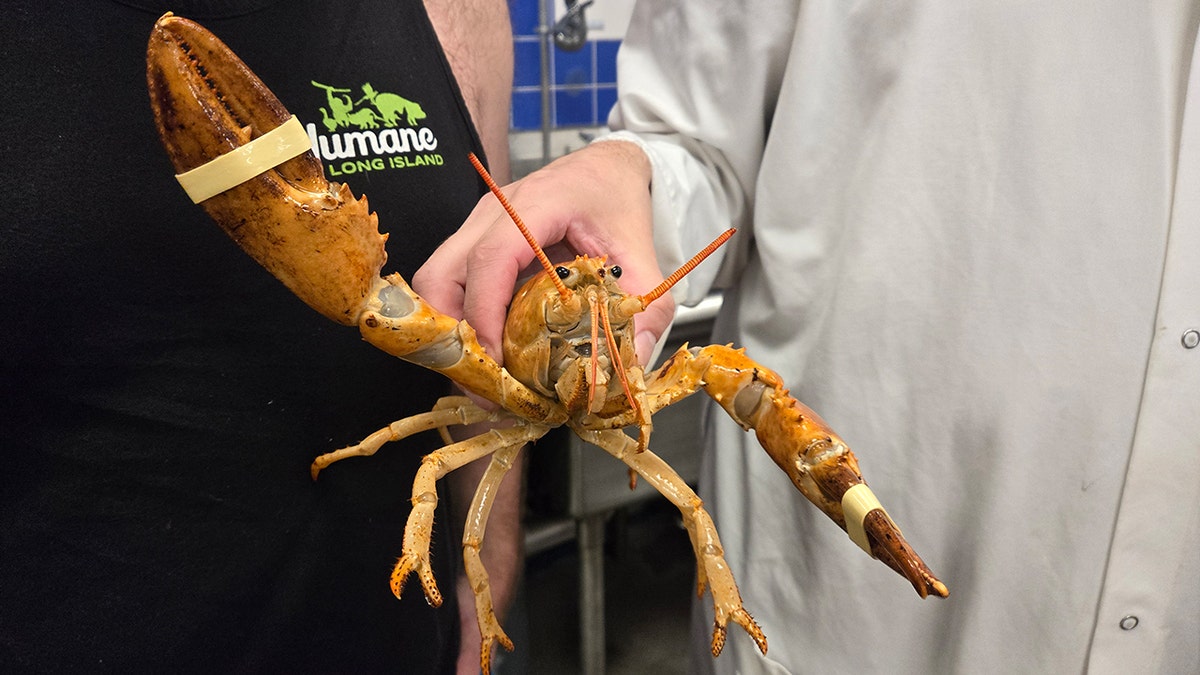 ‘1-in-30 million’ orange lobster rescued from New York supermarket to be released