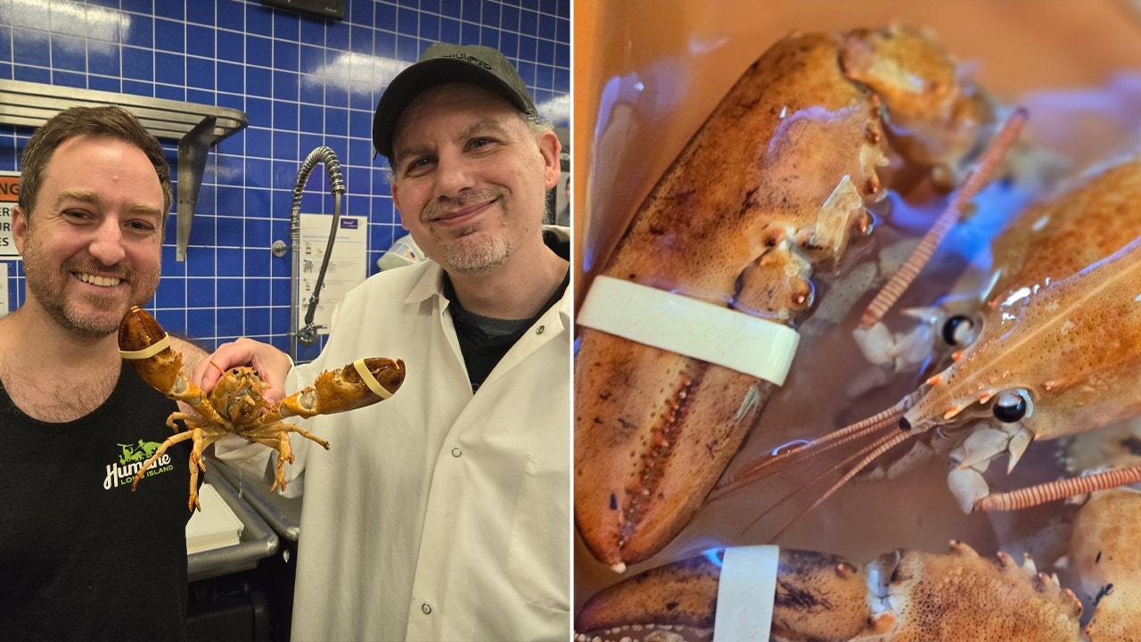 ‘1-in-30 million’ orange lobster rescued from New York supermarket to be released