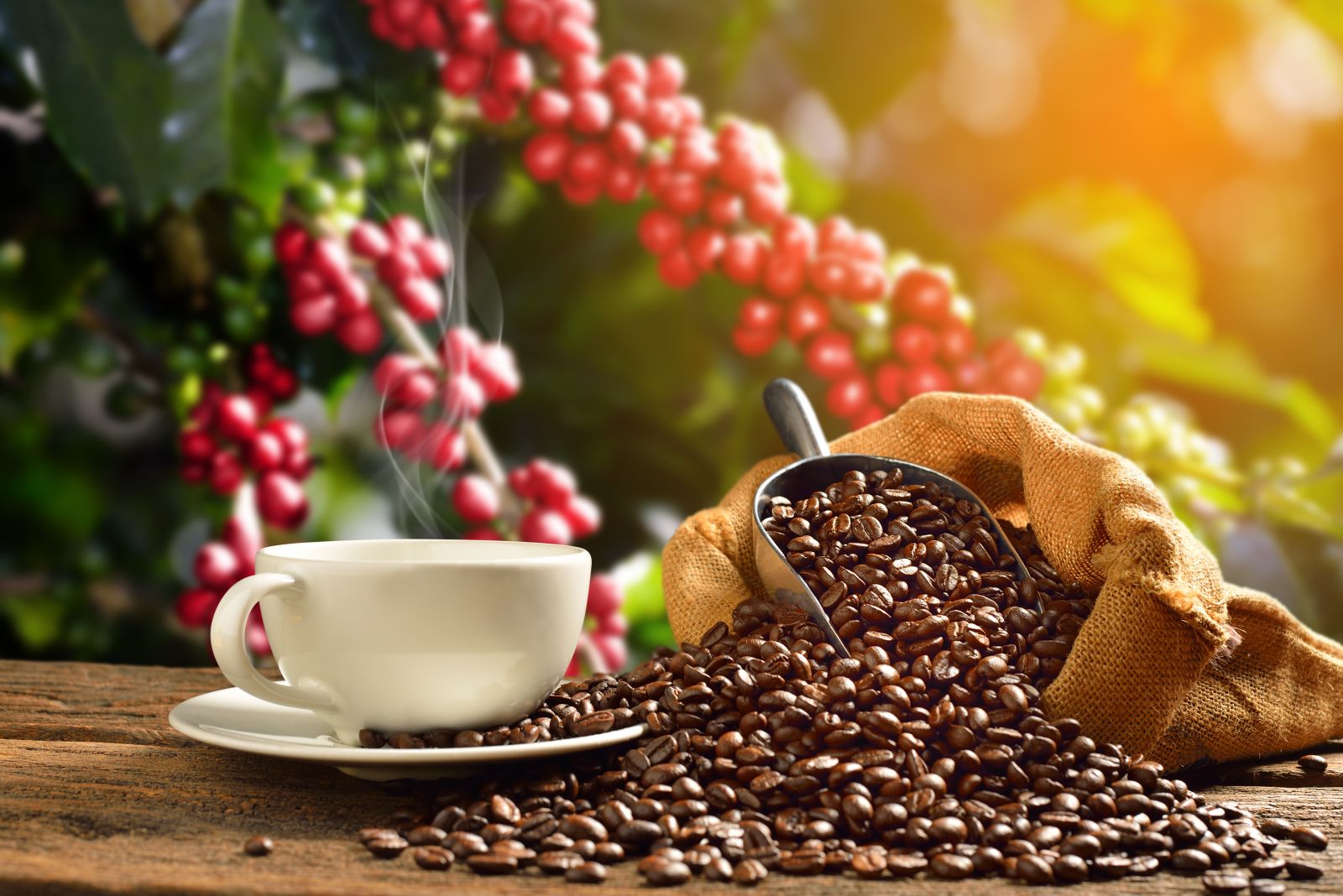 Coffee Prices Under Pressure from Beneficial Rain in Brazil