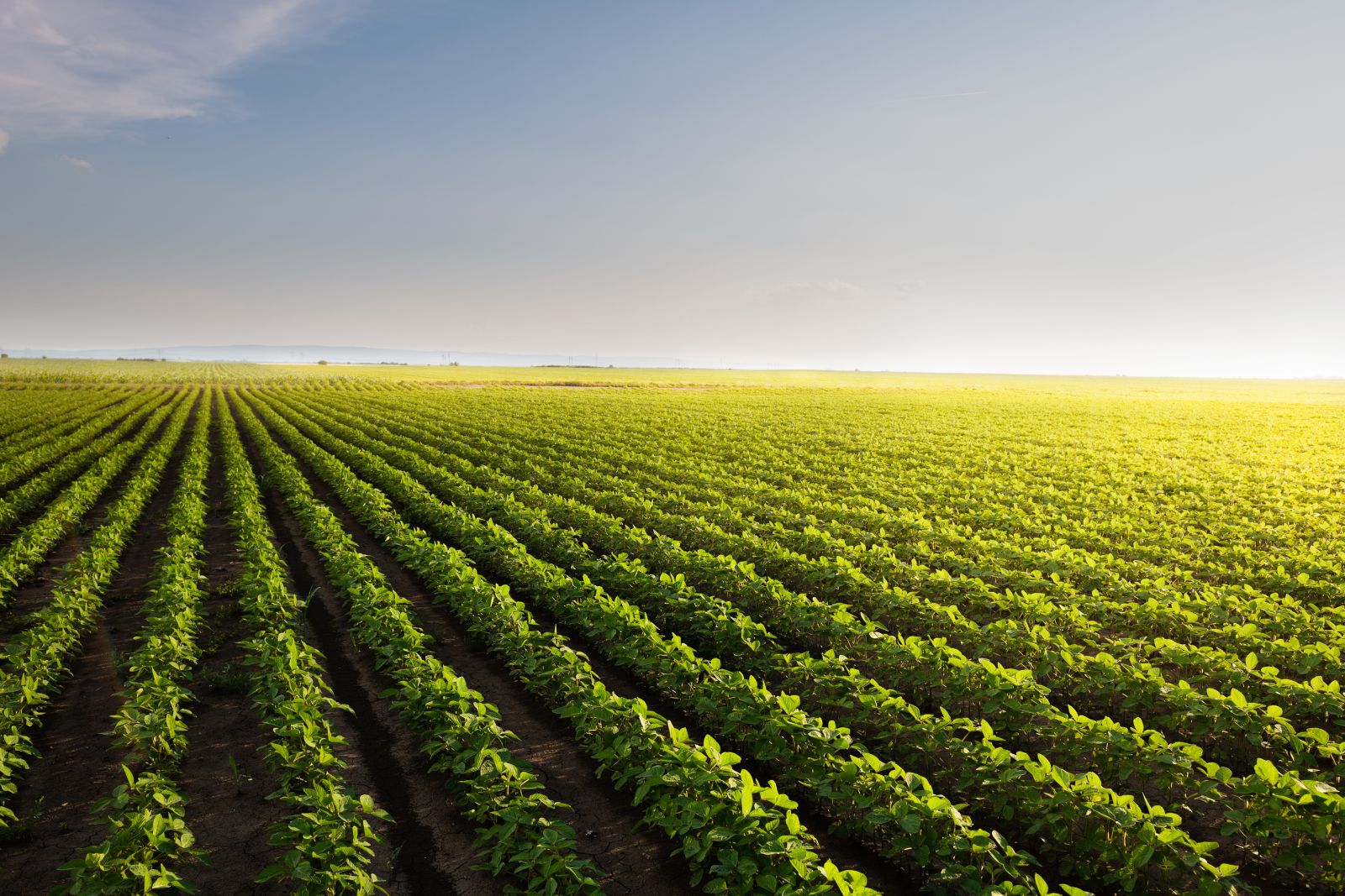 Soybeans Pull Back from Highs, Close with Gains on Bullish USDA Data